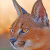 Caracal Lynx paint by numbers