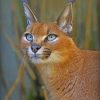 caracal portrait paint by numbers