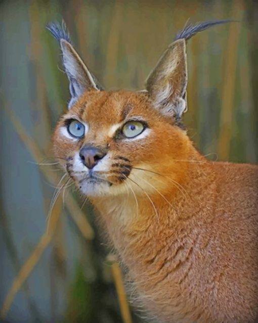 caracal portrait paint by numbers