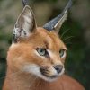 Caracal Cat Face paint by numbers