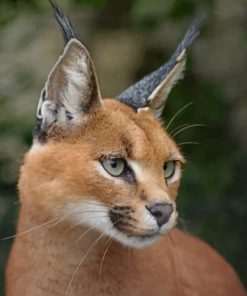 Caracal Cat Face paint by numbers