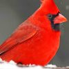 Cardinal Bird paint by numbers