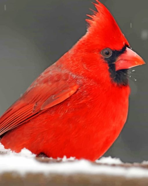 Cardinal Bird paint by numbers