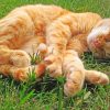 Cat Sleeping On Grass paint by numbers