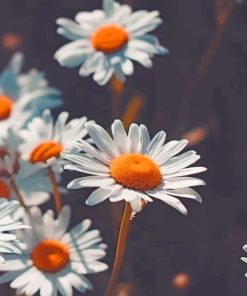 Chamomile Flowers paint by numbers