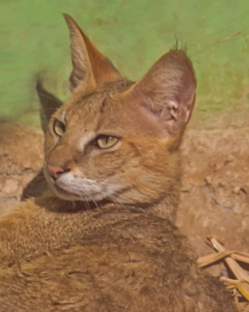 Chausie Cat paint by numbers