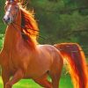 Chestnut Brown Horse paint by numbers