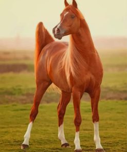 Chestnut Brown Horse paint by numbers