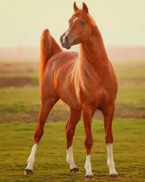 Chestnut Brown Horse paint by numbers