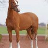 Chestnut Horse paint by numbers