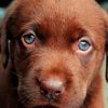 Chocolate Labrador Puppy paint by numbers