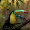 Keel Billed Toucan Ramphastos Sulfuratus paint by numbers