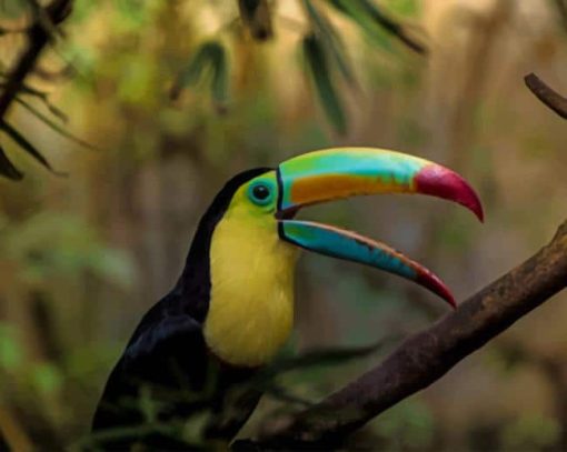 Keel Billed Toucan Ramphastos Sulfuratus paint by numbers