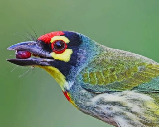 Colorful Bird Holding Berry In Beak paint by numbers