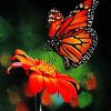 Colorful Butterfly On Flower paint by numbers