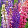 Colorful Lupine Flowers paint by numbers