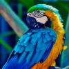 Colorful Macaw Bird paint by numbers