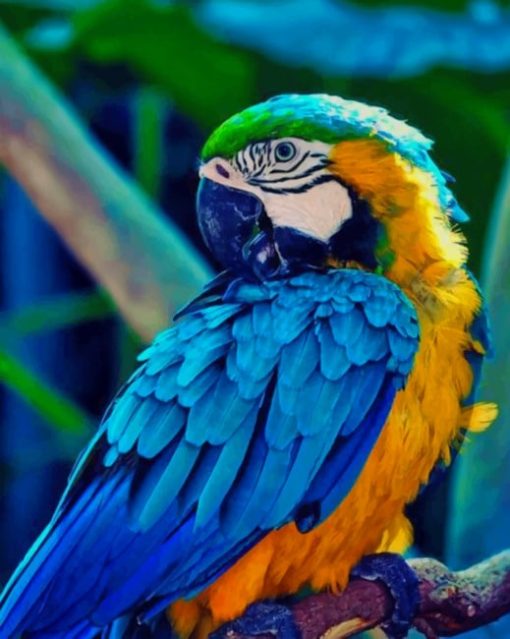 Colorful Macaw Bird paint by numbers