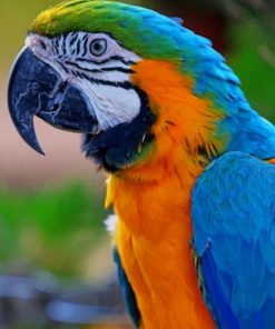 Colorful Macaw Parrot paint by numbers