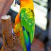 Colorful Parrot Bird paint by numbers