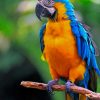 Colorful Parrot paint by numbers