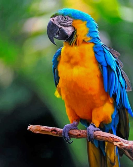 Colorful Parrot paint by numbers