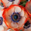 Coral Anemone Flower paint by numbers