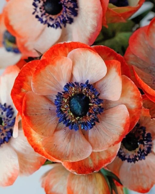 Coral Anemone Flower paint by numbers