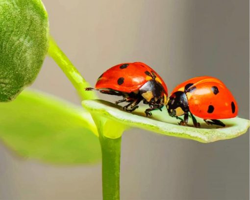 Couple Ladybugs On Green Leaf paint by numbers