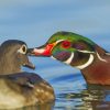 Couple Of Wood Ducks paint by numbers