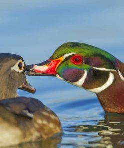 Couple Of Wood Ducks paint by numbers