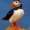 Cute Atlantic Puffin Bird paint by numbers