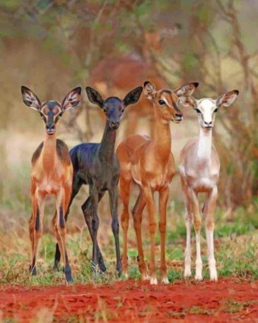 Cute Baby Deers paint by numbers