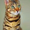 Cute Bengal Cat paint by numbers