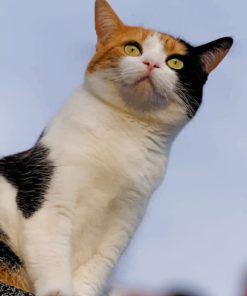 Cute Calico Cat paint by numbers