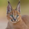 Cute Caracal Cat paint by numbers