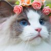 White Cat With Flowers On Head paint by numbers