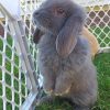 Cute Grey Bunny paint by numbers