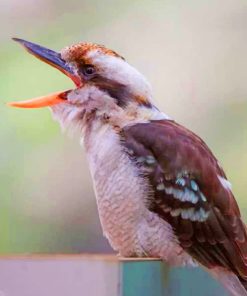 Cute kookaburra Bird paint by numbers