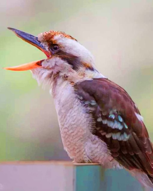 Cute kookaburra Bird paint by numbers