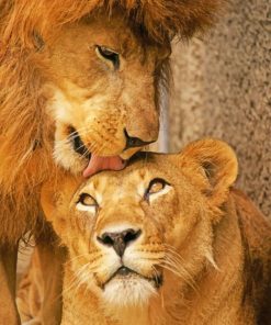 Cute Lion And Son paint by numbers