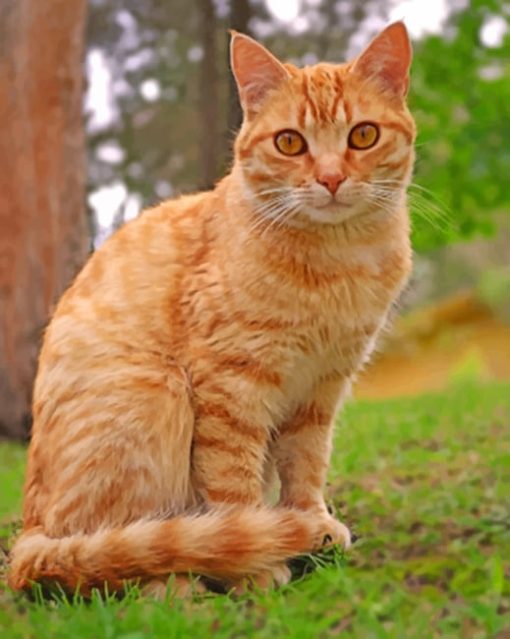 Cute Orange Tabby Cat paint by numbers