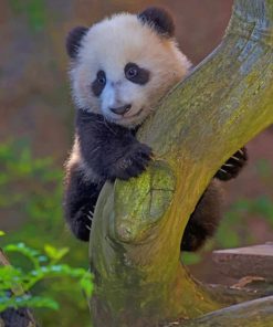 Cute Panda On Tree paint by numbers