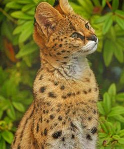 Cute Serval paint by numbers