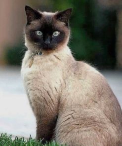 Cute Siamese Cat paint by numbers