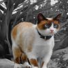 Cute Snowshoe Cat paint by numbers