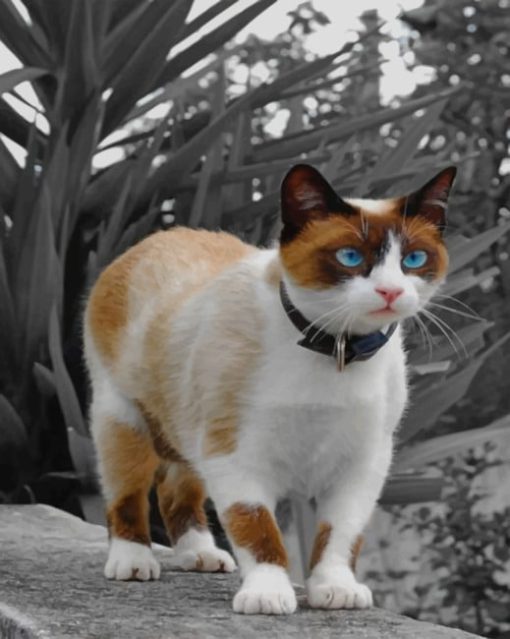 Cute Snowshoe Cat paint by numbers