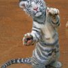 Cute White Tiger paint by numbers