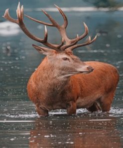 Deer In River paint by numbers