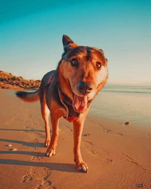 Dog Playing In Beach Daytime paint by numbers